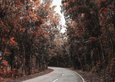 Road amidst trees in forest during autumn