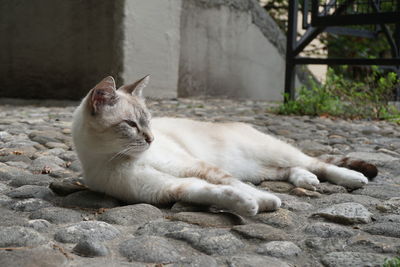 Close-up of a cat resting on the wall