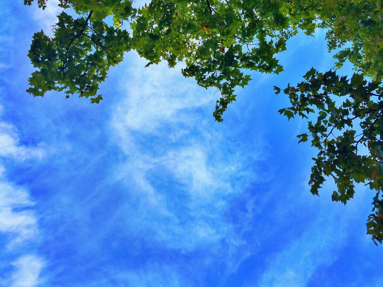 low angle view, tree, sky, growth, blue, cloud - sky, nature, beauty in nature, tranquility, cloud, branch, leaf, green color, high section, scenics, treetop, day, cloudy, outdoors, no people