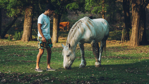 Horses standing in a field