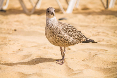 Close-up of a young seagull on sand