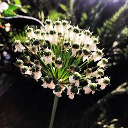 Close-up of white flowering plant