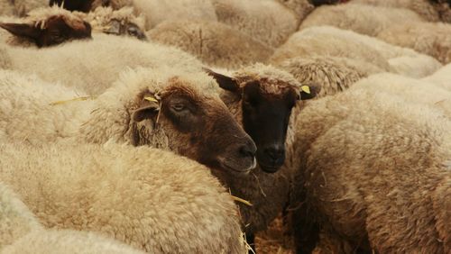 Close-up of sheep on field