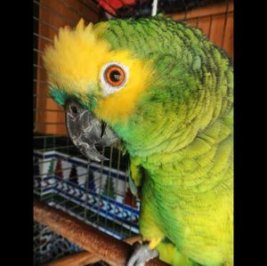 Close-up of parrot in cage