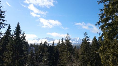 Pine trees on snowcapped mountains against sky