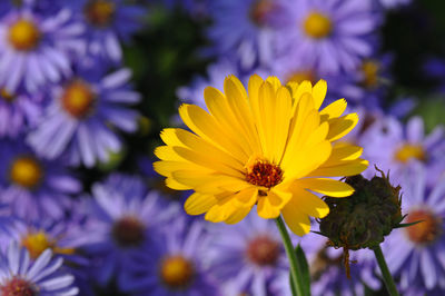 Close-up of yellow flowering plant