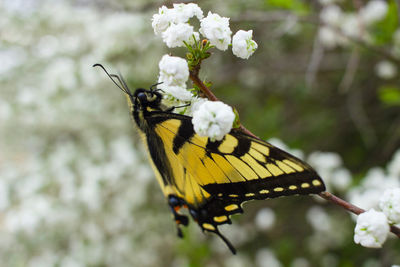Close-up of butterfly pollinating on flower