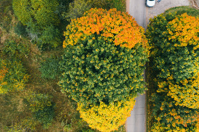 Close-up of yellow flowering plants during autumn