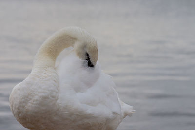 Close up of swan