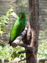 View of parrot perching on tree