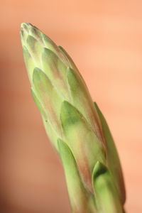 Close-up of plant