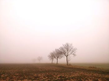 Tree on field against sky during foggy weather