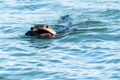 Close-up of turtle swimming in sea