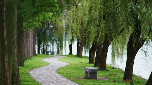 Footpath in park