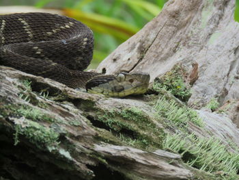 Close-up of lizard on tree trunk