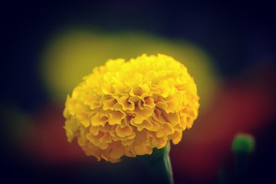 Close-up of yellow flower