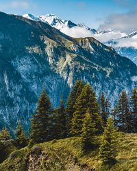 Scenic view of pine trees against sky