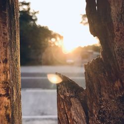 Close-up of tree trunk against sky during sunset