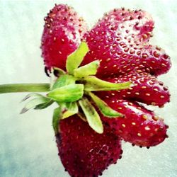 Close-up of red leaves over white background