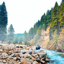 Scenic view of river amidst trees against clear sky