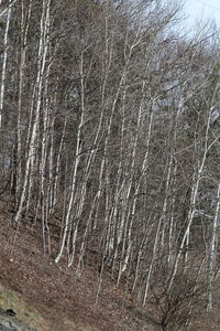 Full frame shot of tree