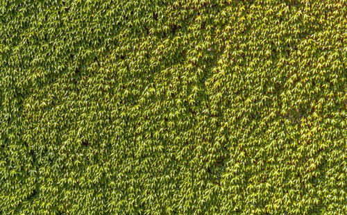 Full frame shot of soccer field