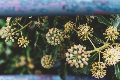 Close-up of flowering plant