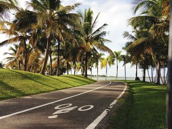 Palm trees by road against sky