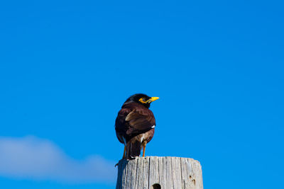Close-up of bird perching on wood against blue sky