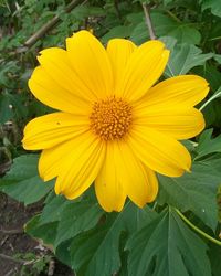 Close-up of yellow flower blooming outdoors