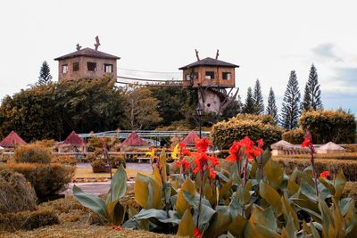 Flowering plants by building against sky