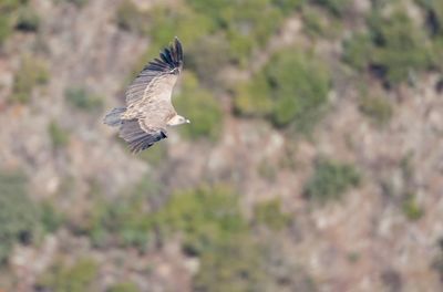 Bird flying over a land