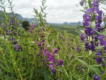 Close-up of purple flowering plants on field