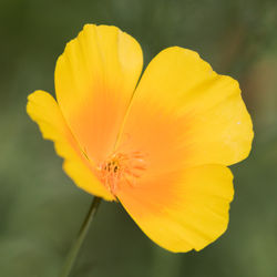 Close-up of yellow flower blooming outdoors