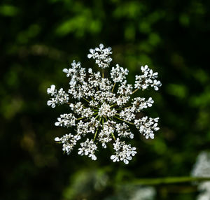 Close-up of white flowering plant