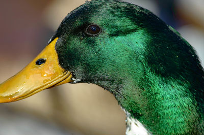 Close-up of bird