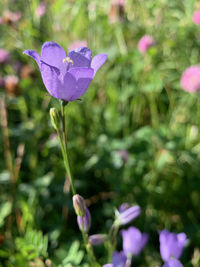 Close-up of purple flowering plant