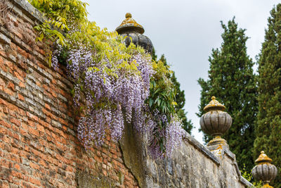 Low angle view of plants by building against sky