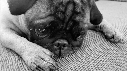 Close-up portrait of a dog resting