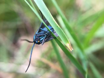 Close-up of damselfly on plant