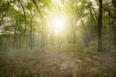 Sunlight streaming through trees in forest