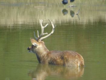 Deer in a lake