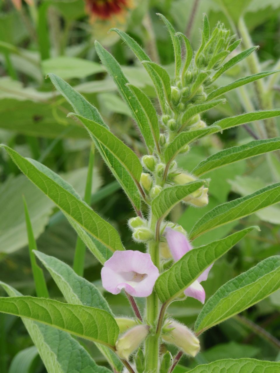 flower, freshness, growth, fragility, petal, beauty in nature, flower head, leaf, plant, close-up, nature, green color, focus on foreground, blooming, in bloom, stem, blossom, outdoors, day, bud