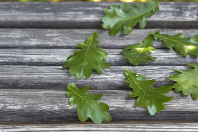 Close-up of leaves