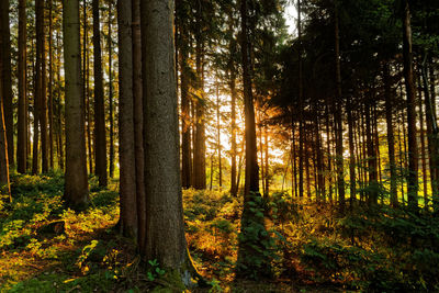 Trees in forest