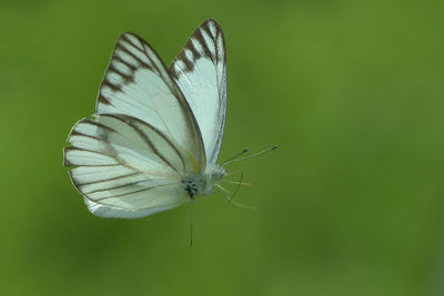 Close-up of butterfly on leaf