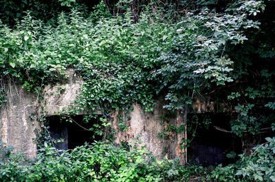 Ivy growing on tree in forest