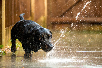 View of dog in water