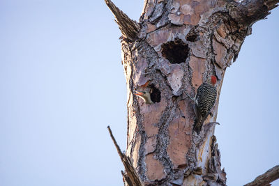 Low angle view of damaged tree trunk against clear sky