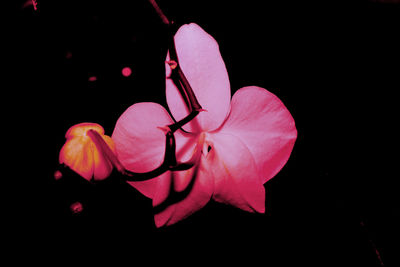 Close-up of pink flower over black background